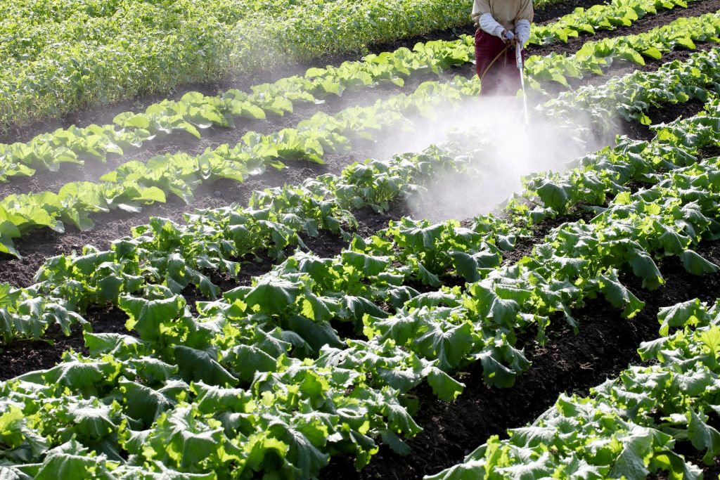 野菜を安心安全に食べるなら農薬を使いなさい！？無農薬に潜む怖ーい罠
