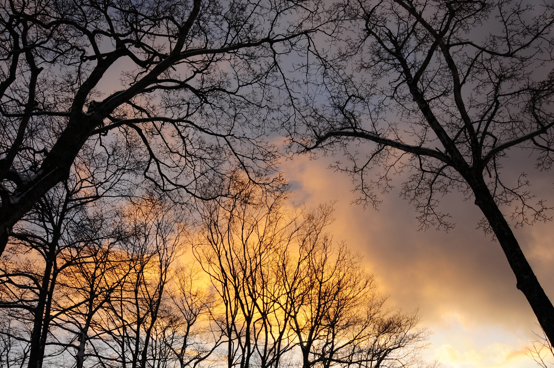 冬の静けさに浮かび上がる枝のライン
